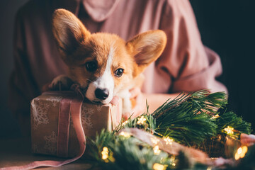  Corgi Puppy with Christmas present.