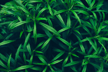 Green leaves background.