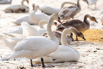 Schwäne Zufütterung im Winter