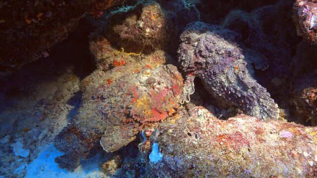 stonefish camouflage on the reef