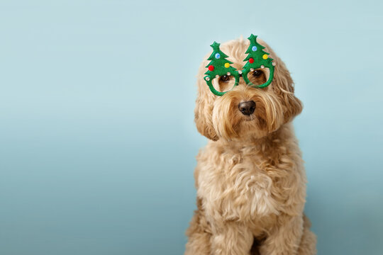 Dog wearing Christmas glasses