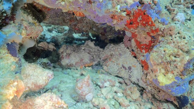 stonefish camouflage on the reef in maldives