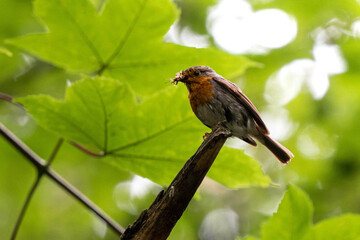 Rouge-gorge (Erithacus rubecula) et son repas