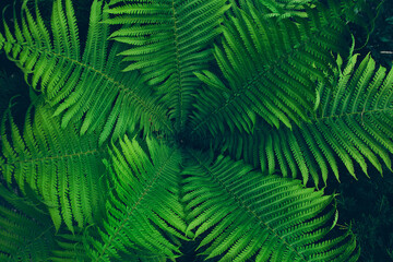 Fototapeta na wymiar Green leaves background.
