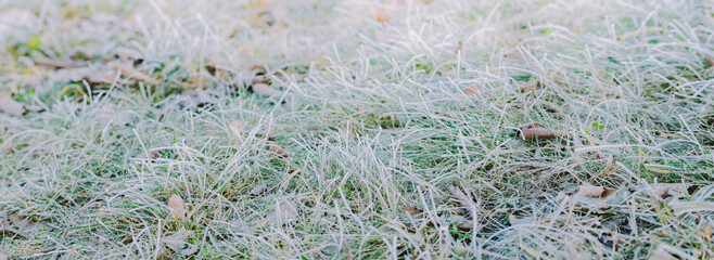 Winter panorama of frozen plants with snow and frost on a light background for decorative design