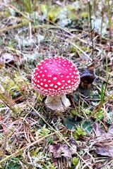 Mushrooms in the forest against the background of moss. Red amanita fly-tippers with white dots on the hat. Autumn forest in Russia.