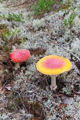 Mushrooms in the forest against the background of moss. Red amanita fly-tippers with white dots on the hat. Autumn forest in Russia.