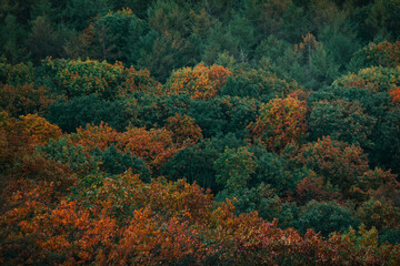 View over basque forest with autumn colors at Aiako Harriak natural park.