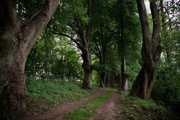 Ścieżka między starymi drzewami © Przemysław Głowik