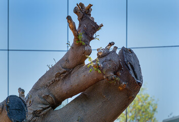 Close-up of Delonix  regia tree (Flamboyant or Royal Poinciana tree) trunk in mirror maze. Tree after replanting in public city park Krasnodar or  'Galitsky'.  Krasnodar, Russia - October 8, 2020