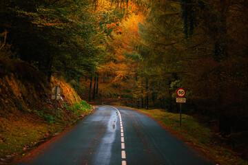 Fototapeta premium Road through the basque forest at Aiako Harriak natural park.
