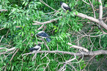 hooded crows sit on a tree branches. Corvus cornix group among tree leaves. Animals bird life