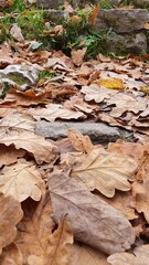 autumn leaves background