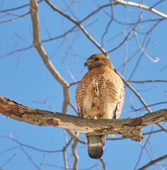 Red-shouldered Hawk
