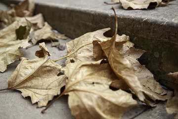 Autumn leaves ground
