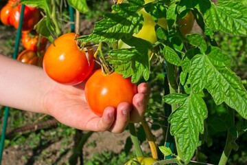 A child's hand picking a tomato from a tomato plant with two red tomatoes