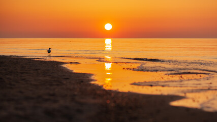 Ptak spaceruje po plaży w czasie letniego zachodu słońca