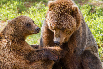 Obraz premium Kodiakbär mit Nachwuchs - Ursus arctos middendorffi