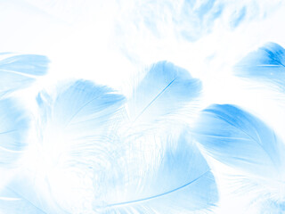 Fototapeta na wymiar Beautiful abstract blue feathers on white background and soft white feather texture on blue pattern and blue background, feather background, blue theme valentines day