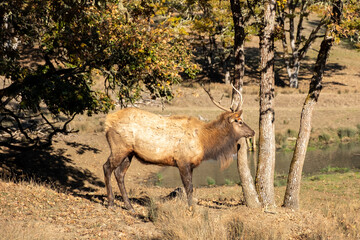 An elk grazing for food