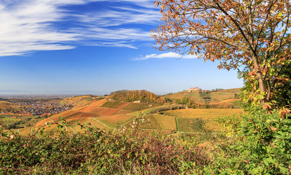 Vineyards near Durbach at the Black Forest Premium hiking trail Durbacher Weinpanorama in autumn with the view to Staufenberg castle