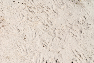 Volunteer Beach, Falkland Islands, UK - December 15, 2008: Closeup of King Penguin footprints in white-beige sand.