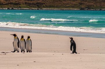 Volunteer Beach, Falkland Islands, UK - December 15, 2008: 4 King Penguins return from azure ocean...