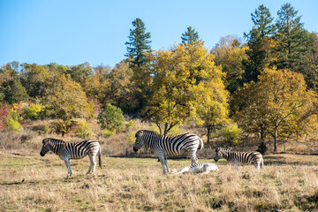 Zebras grazing from one field to another.