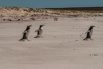 Volunteer Beach, Falkland Islands, UK - December 15, 2008: 3 Gentoo Penguins walk fast on soft white-beige sand towards ocean. Dunes in back under blue sky.