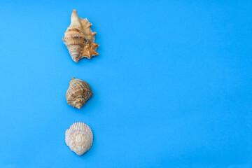 Three different sea shell lie in the vertical row, isolated on blue background. Exoskeleton of various sea molluscs. Marine and ocean life form.