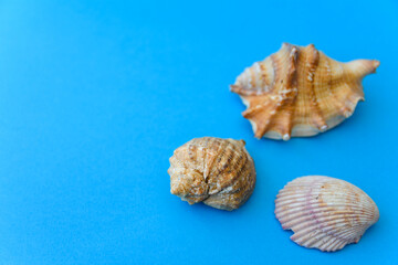Obraz na płótnie Canvas Three different sea shells lie on the blue background. Exoskeleton of various sea molluscs. Marine and ocean life form.