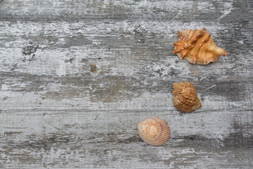 Three different sea shells lie on the grey wooden background. Exoskeleton of various sea molluscs....