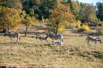 Zebras grazing from one field to another.