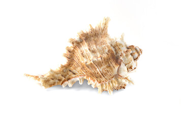 Exoskeleton of the sea mollusc. Sea shell isolated on white background. Marine life form.