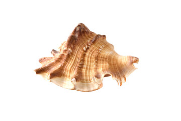 Sea shell isolated on white background. Exoskeleton of the sea mollusc. Marine life form.