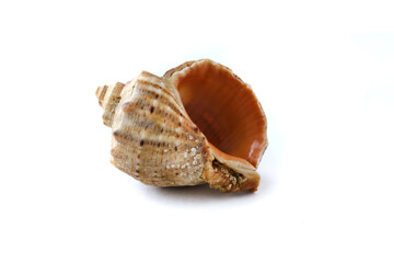 Small shell isolated on white background. Exoskeleton of the ocean or sea mollusc. Marine life form.