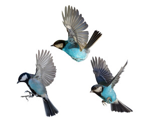 photo of three flying isolated blue birds