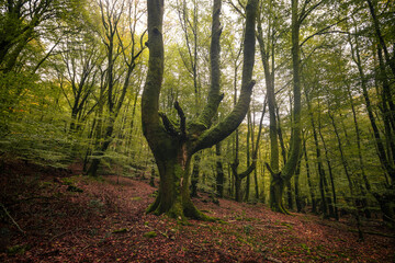 Inside Basque Country's typical forest at autumn time with powerful colors.