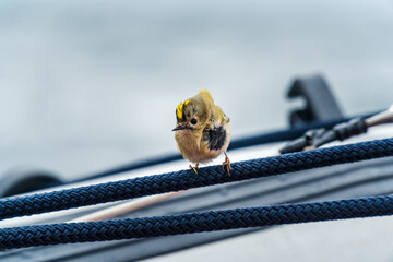 Close up of goldcrest resting on a sailing yacht while bird migration