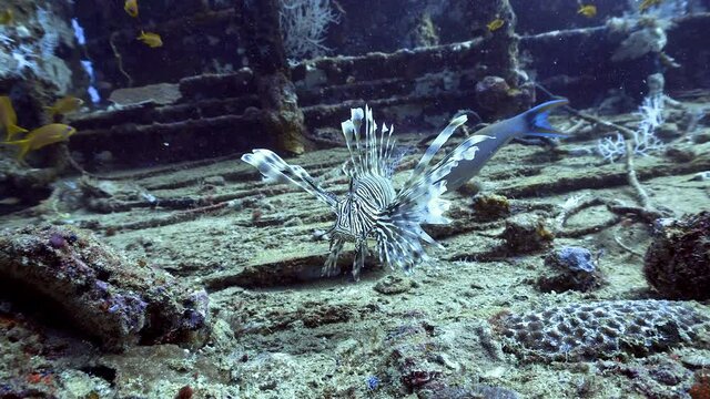 lionfish on the reef in maldives