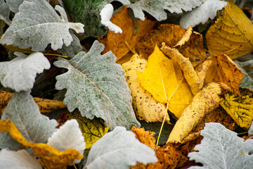 Autumnal frosty yellow foliage in garden.
