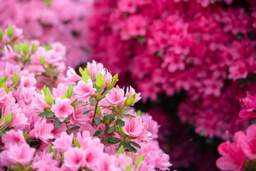 Photo sur Plexiglas Azalée Pink azalea flowers background with copy space　ピンク色のツツジの花 背景 コピースペース