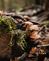 Lots of mushrooms and moss growing on dead tree