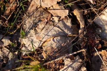 Old leaves after the snow melted.