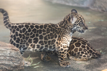 ジャガーの赤ちゃん