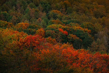 View over basque forest with autumn colors at Aiako Harriak natural park.
