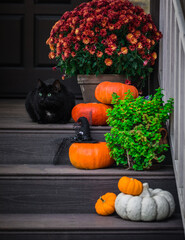 Halloween garden composition with a black cat, orange pumpkins, chrysanthemum potted, front door steps decoration