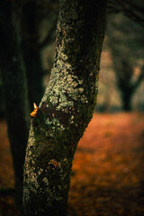 Obraz premium Inside Basque Country's typical forest at autumn time with powerful colors.