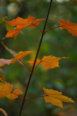 Orange maple leaves on a tree branch in the green autumn forest