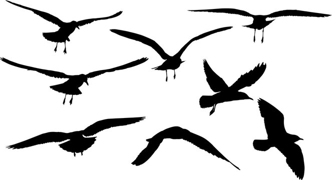 collection of eight seagull black isolated silhouettes